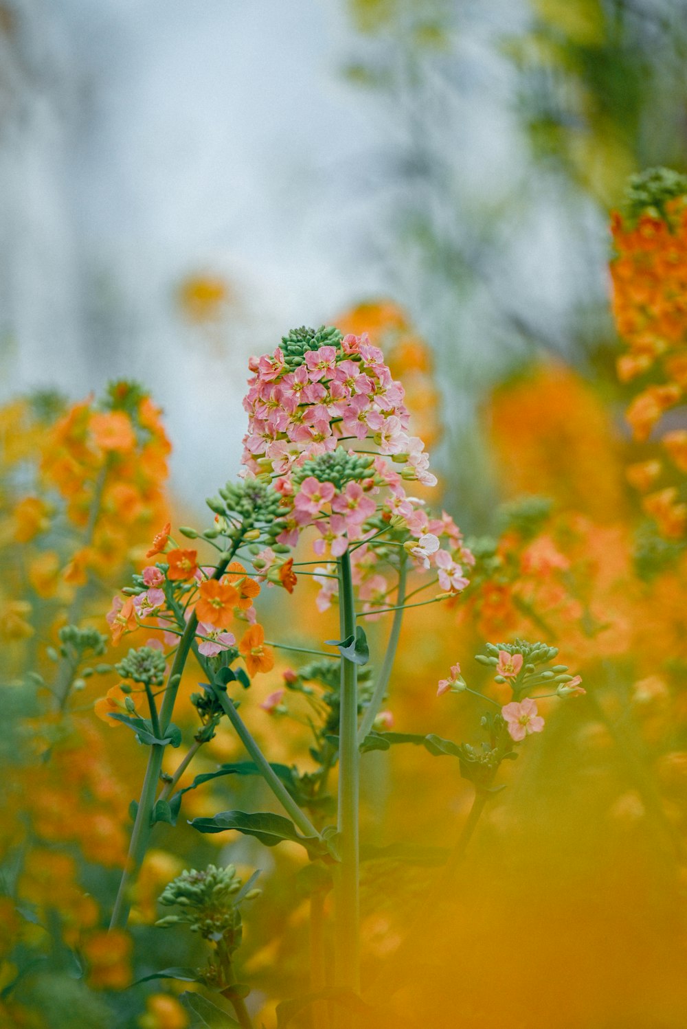 a bunch of flowers that are in the grass