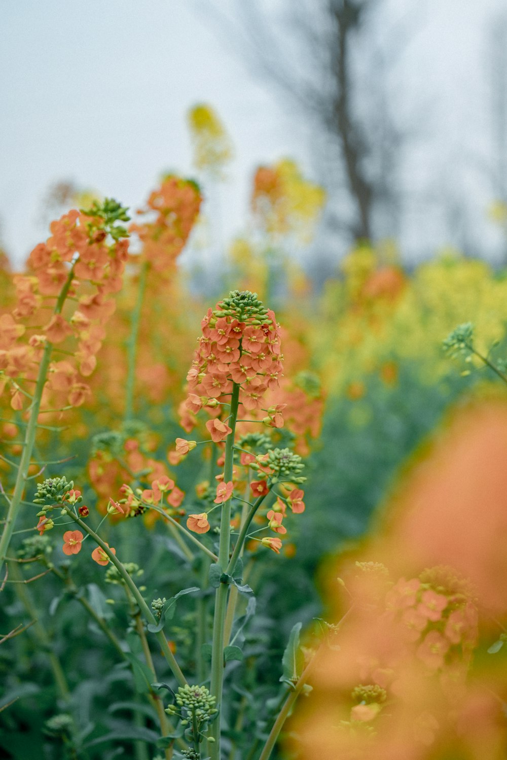 a field of yellow and red flowers with trees in the background