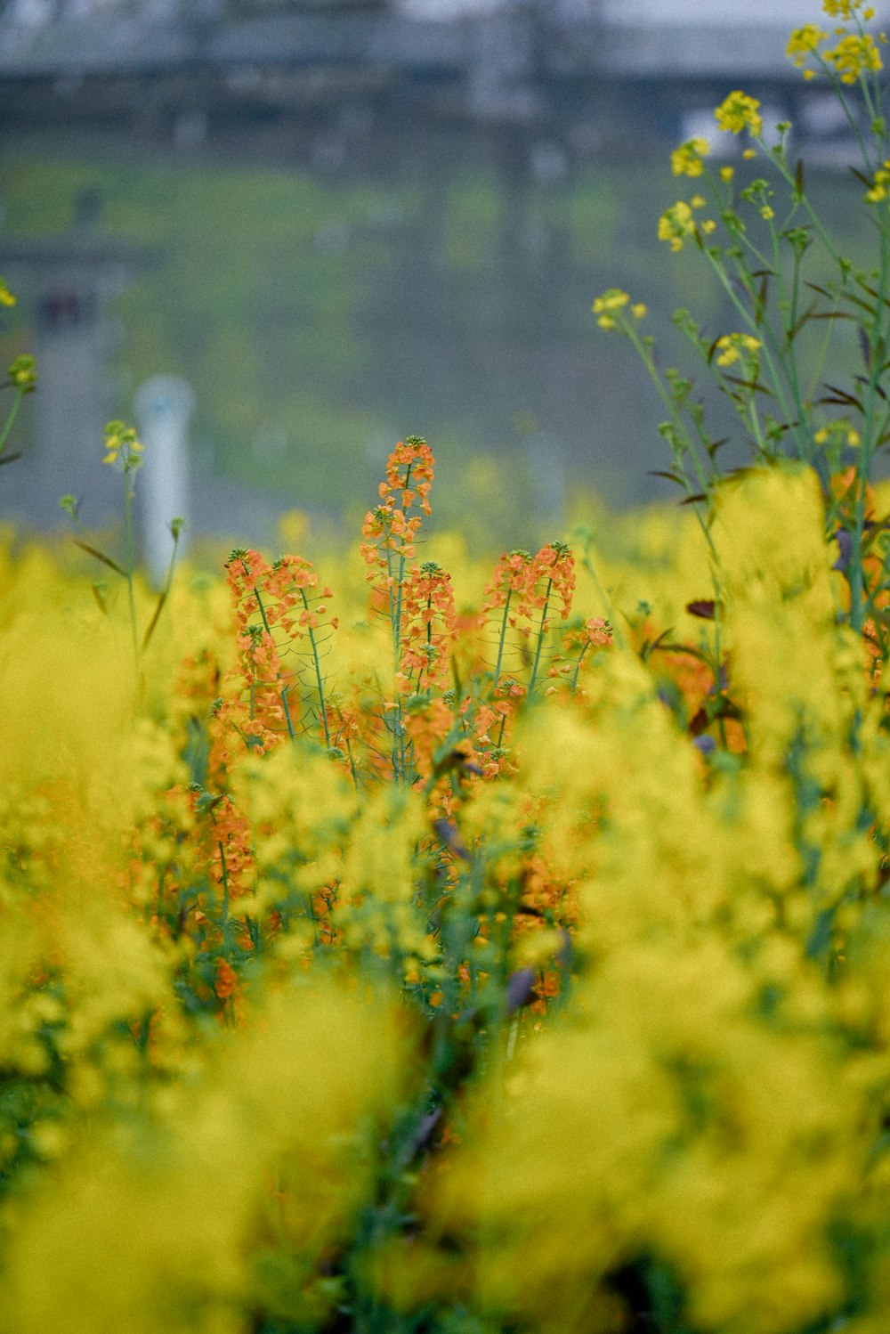 a field of yellow flowers with a bridge in the background