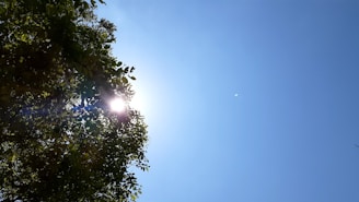 the sun shines brightly through the leaves of a tree