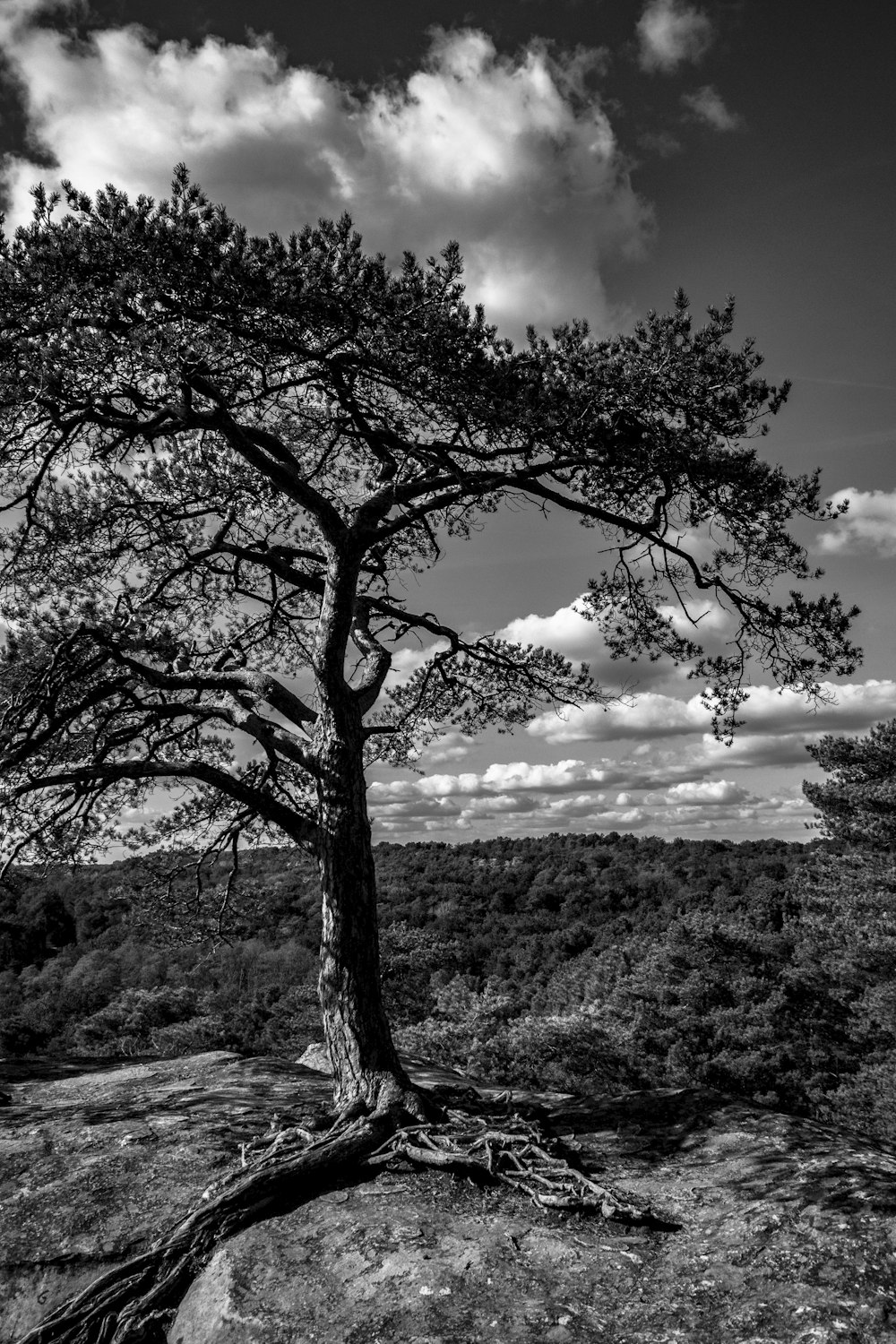 a black and white photo of a tree on a rock