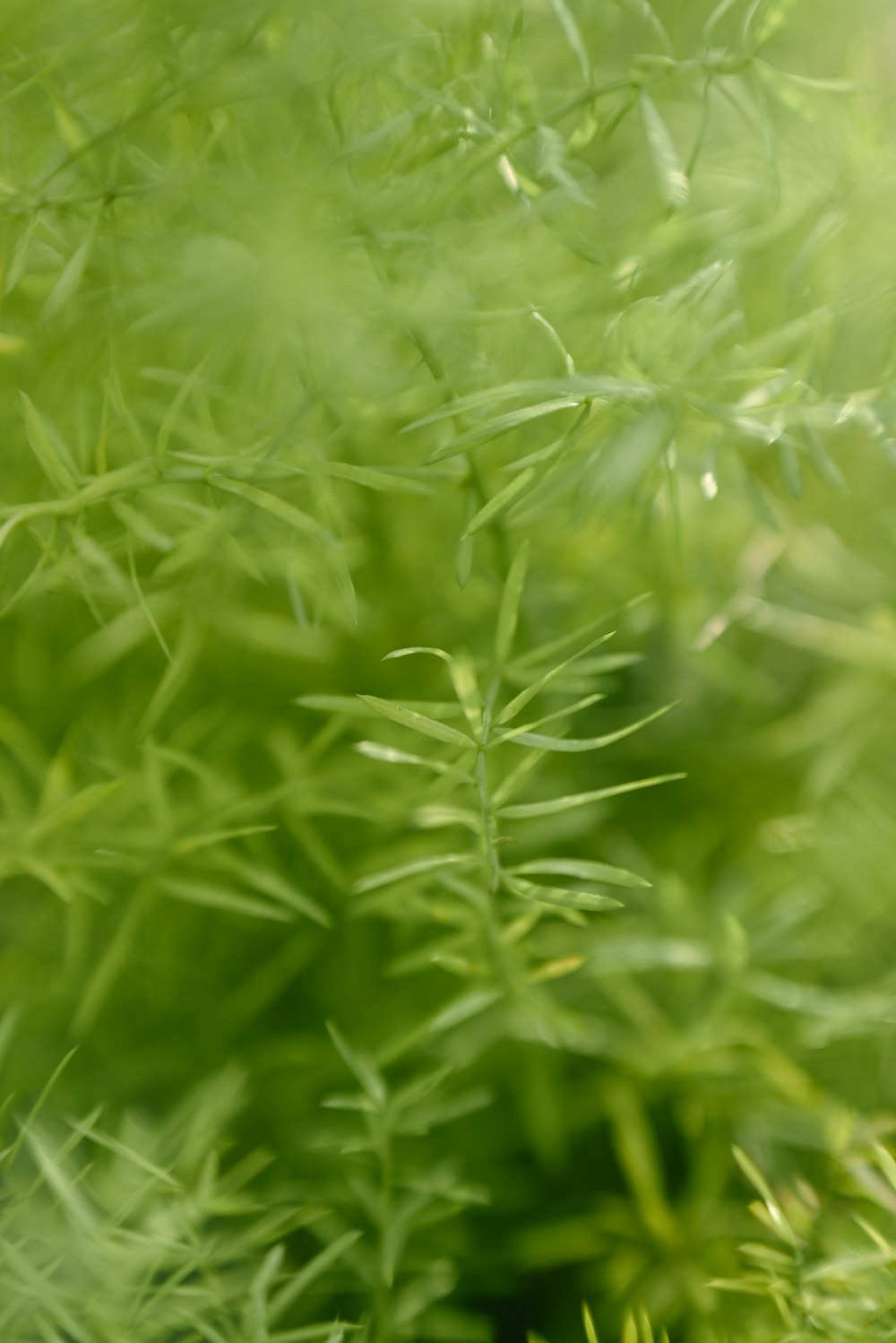 a close up of a plant with green leaves