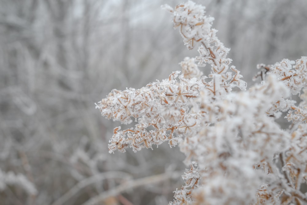 a close up of a snow covered tree branch