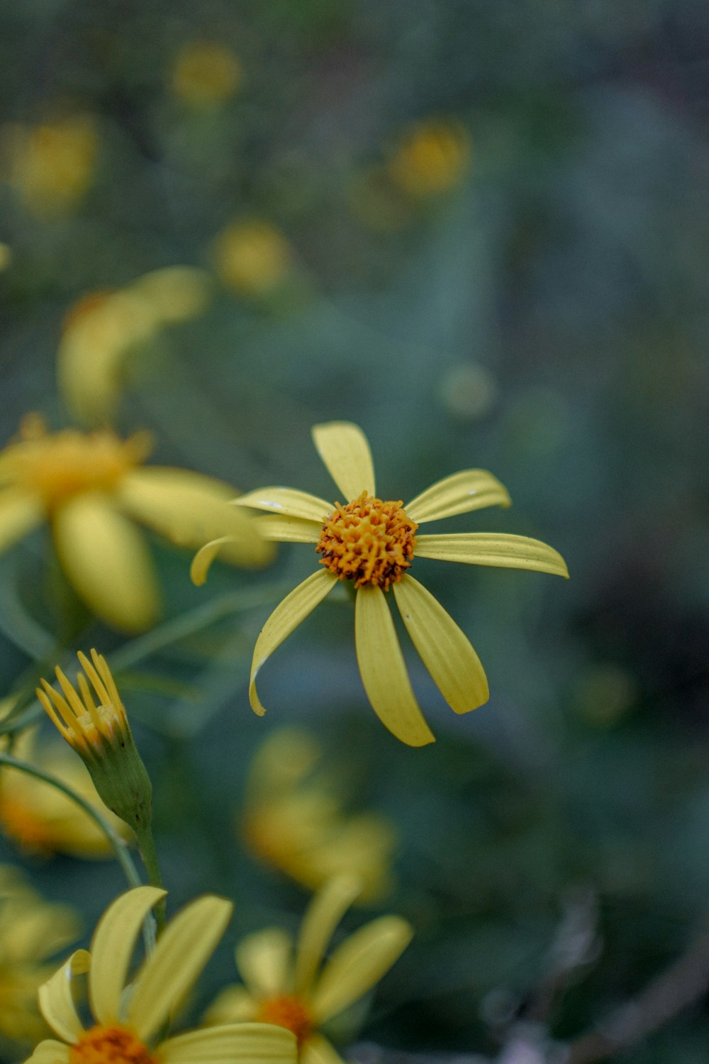 a bunch of yellow flowers with a blurry background