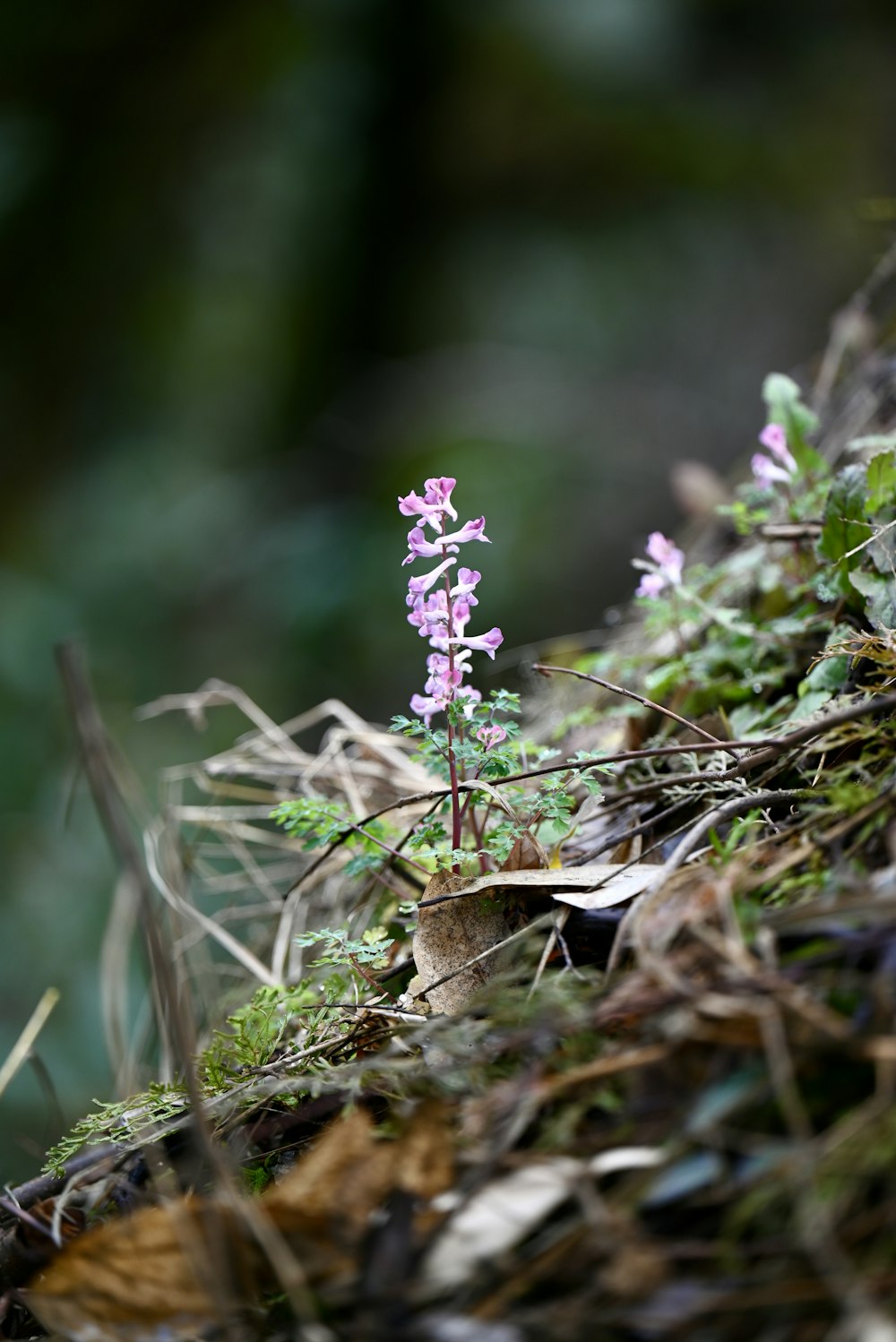 a small purple flower growing out of the ground