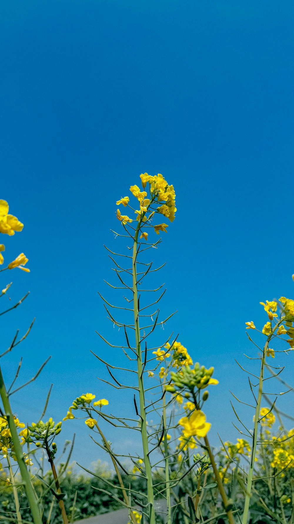 a field of yellow flowers with a blue sky in the background