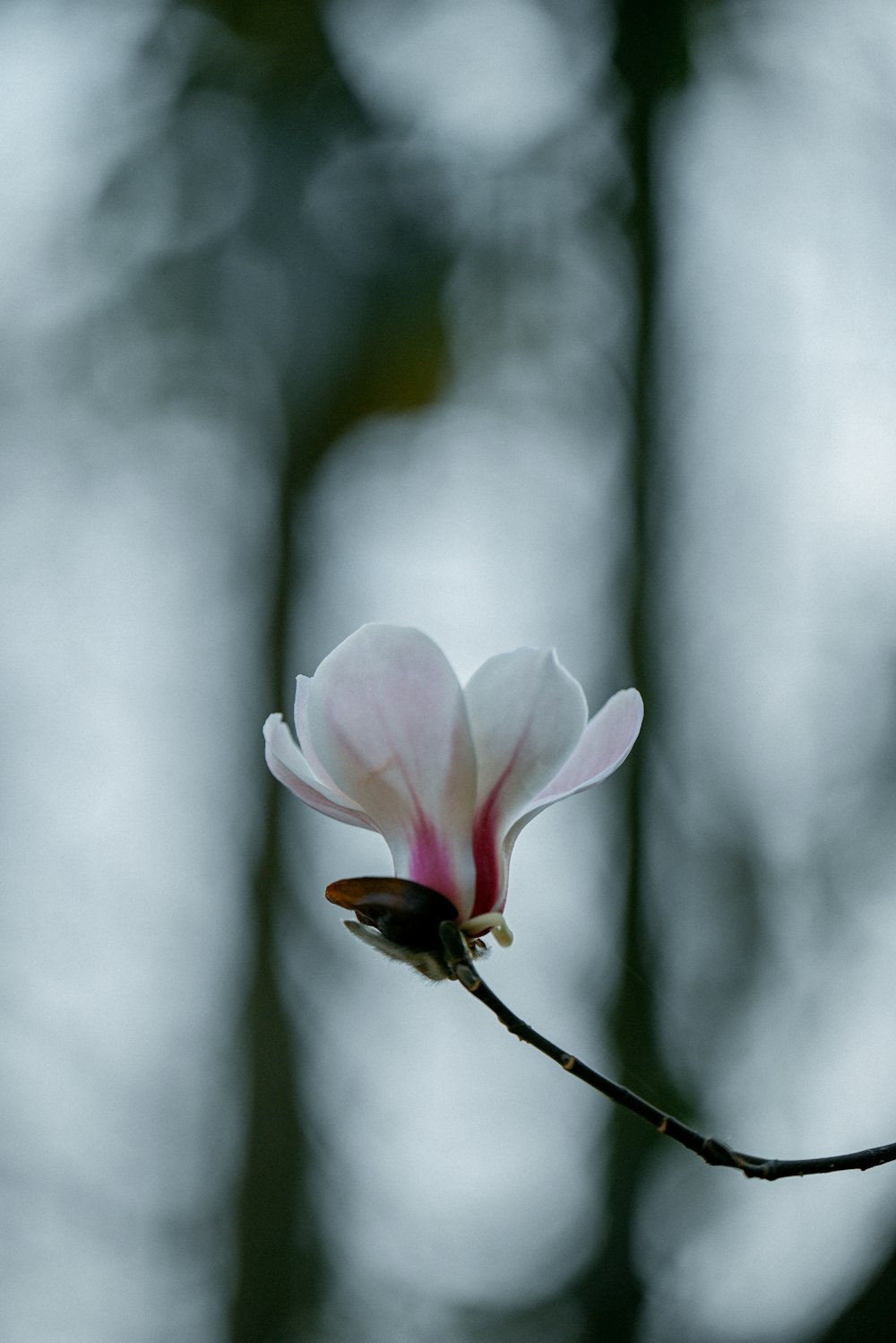a flower that is sitting on a twig