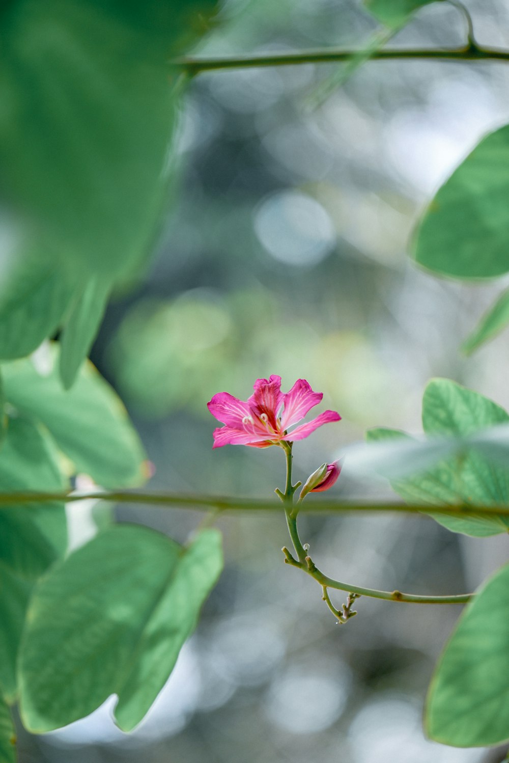 a pink flower with green leaves in the background