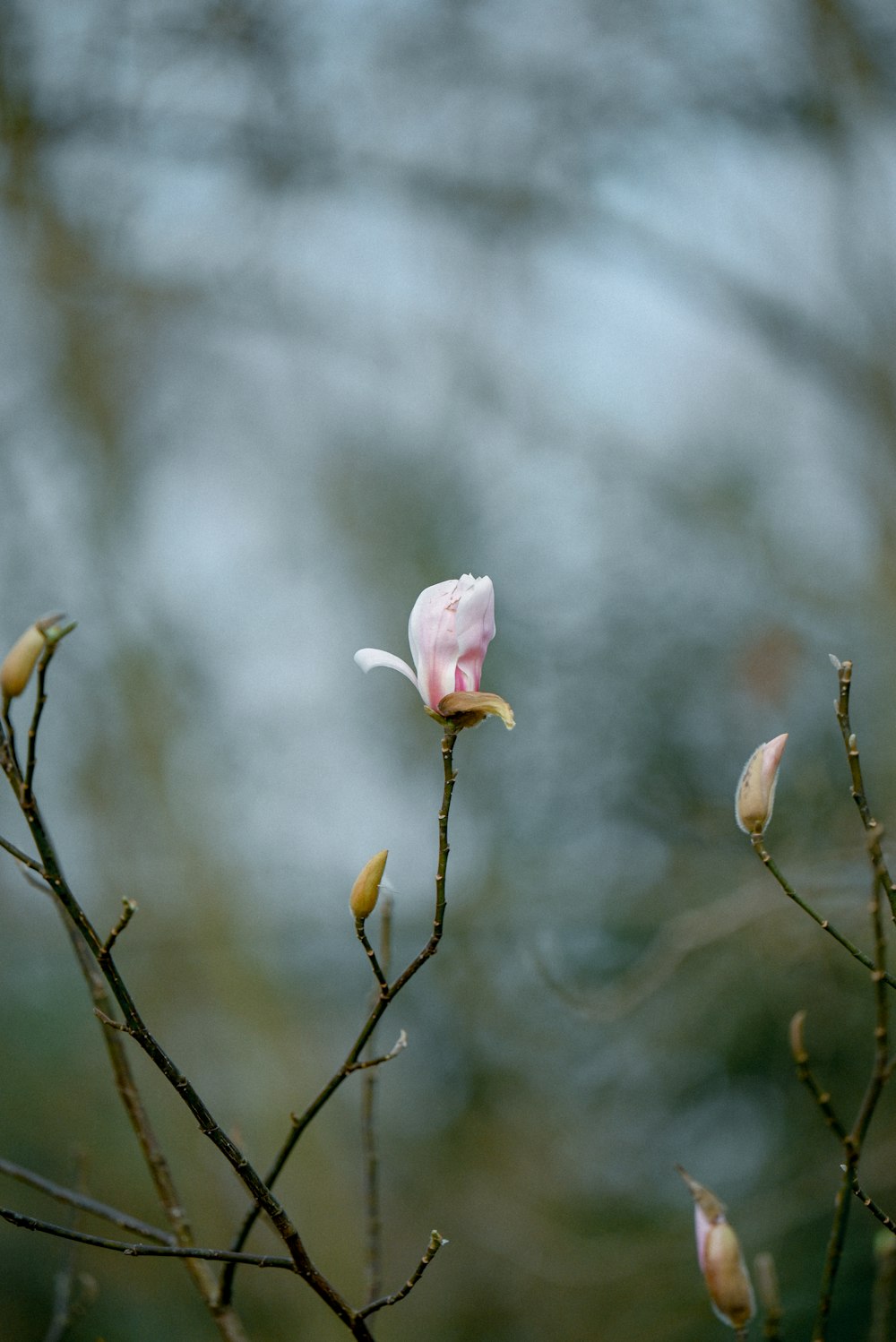 a small pink flower on a tree branch