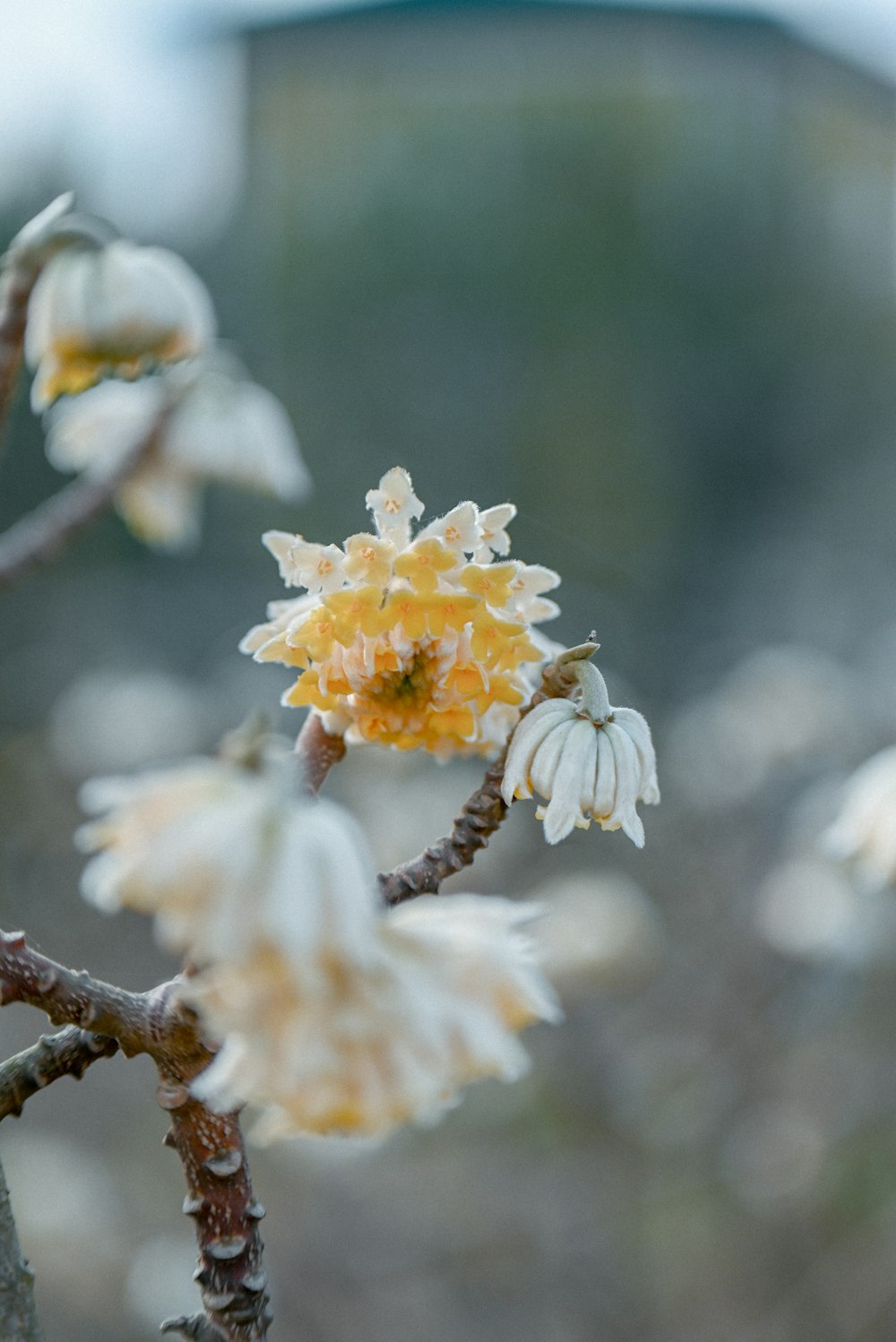 a close up of a flower on a tree branch