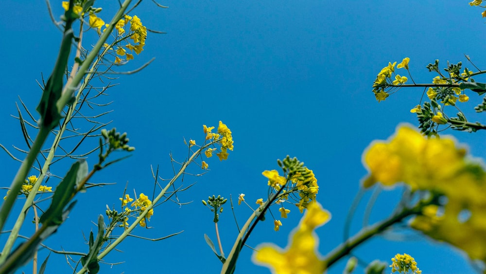 yellow flowers against a blue sky with no clouds