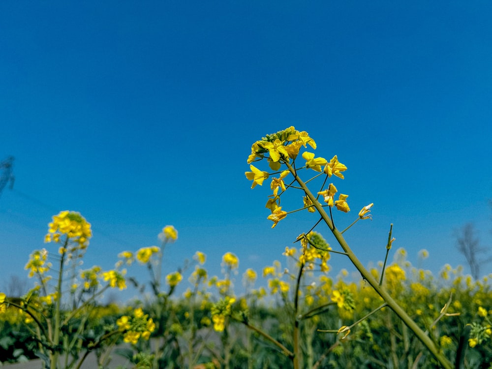 a field full of yellow flowers under a blue sky