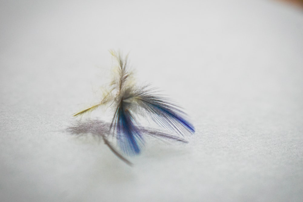 a close up of a feather on a table