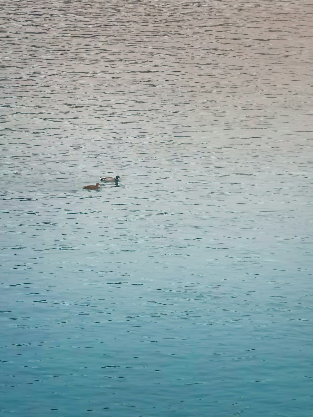 a couple of ducks floating on top of a body of water