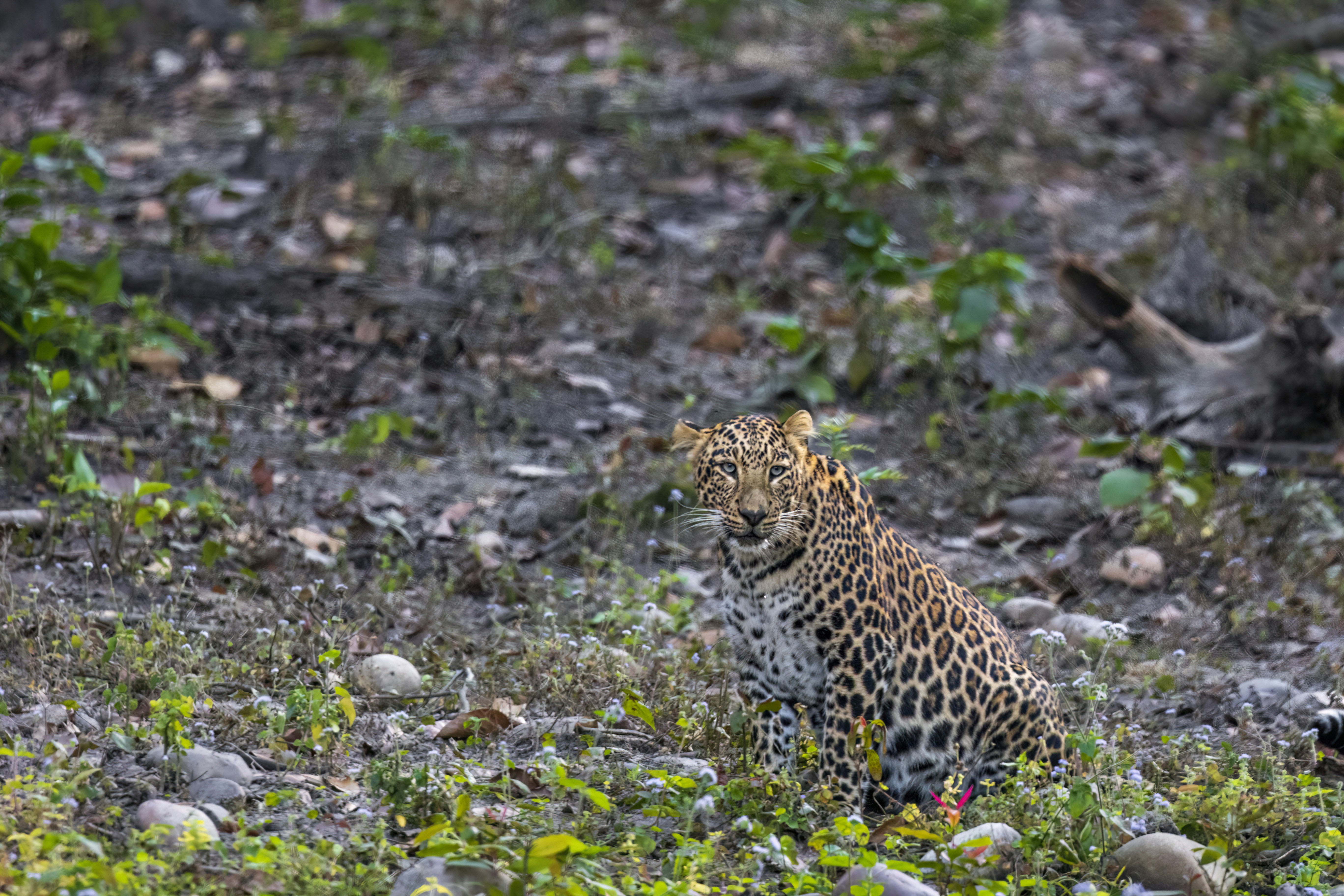 Rajaji National Park