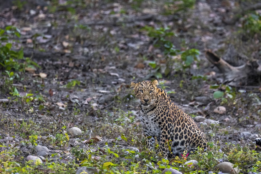 a leopard sitting in the middle of a field