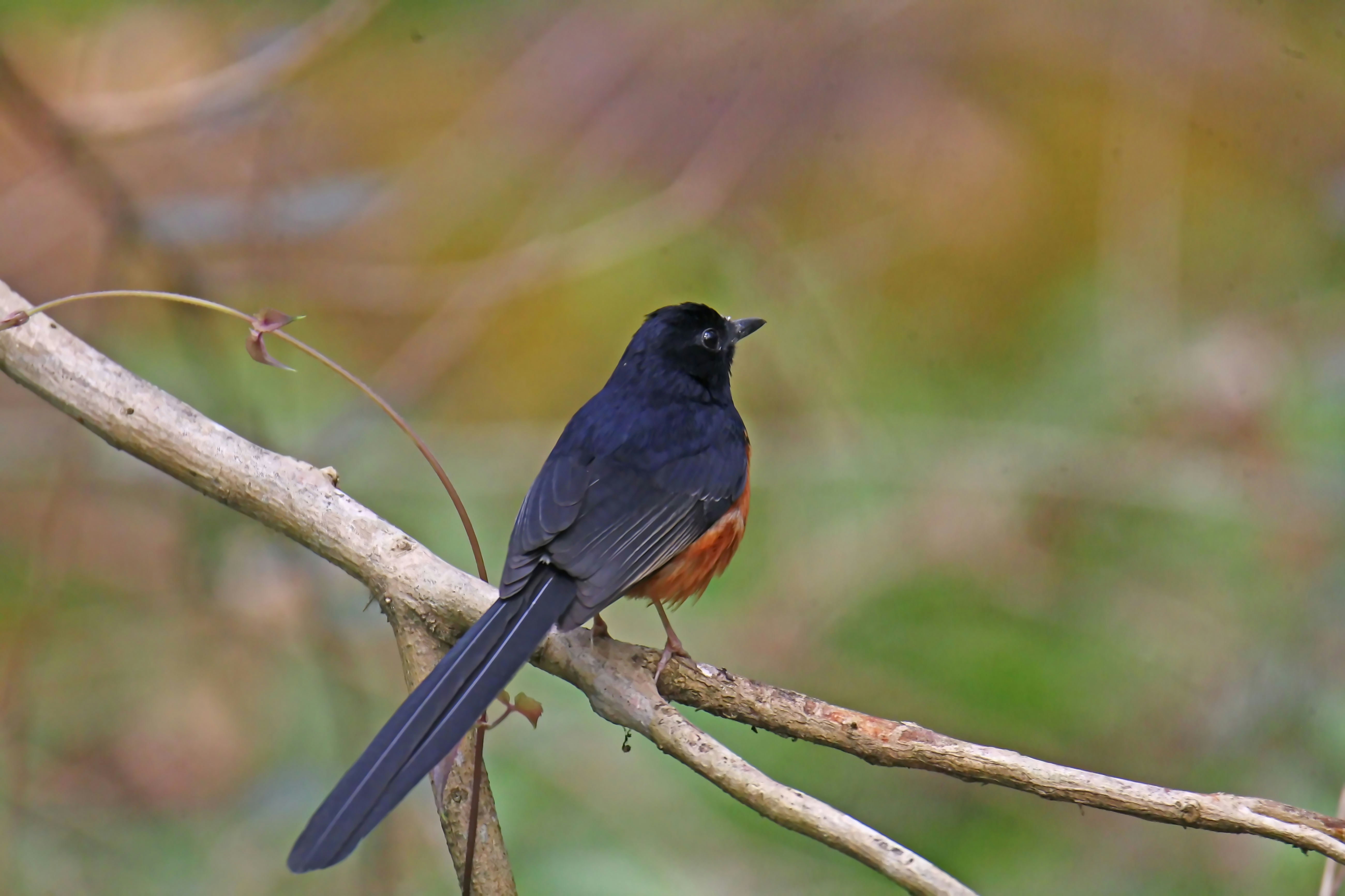 Photo by sylvester_123