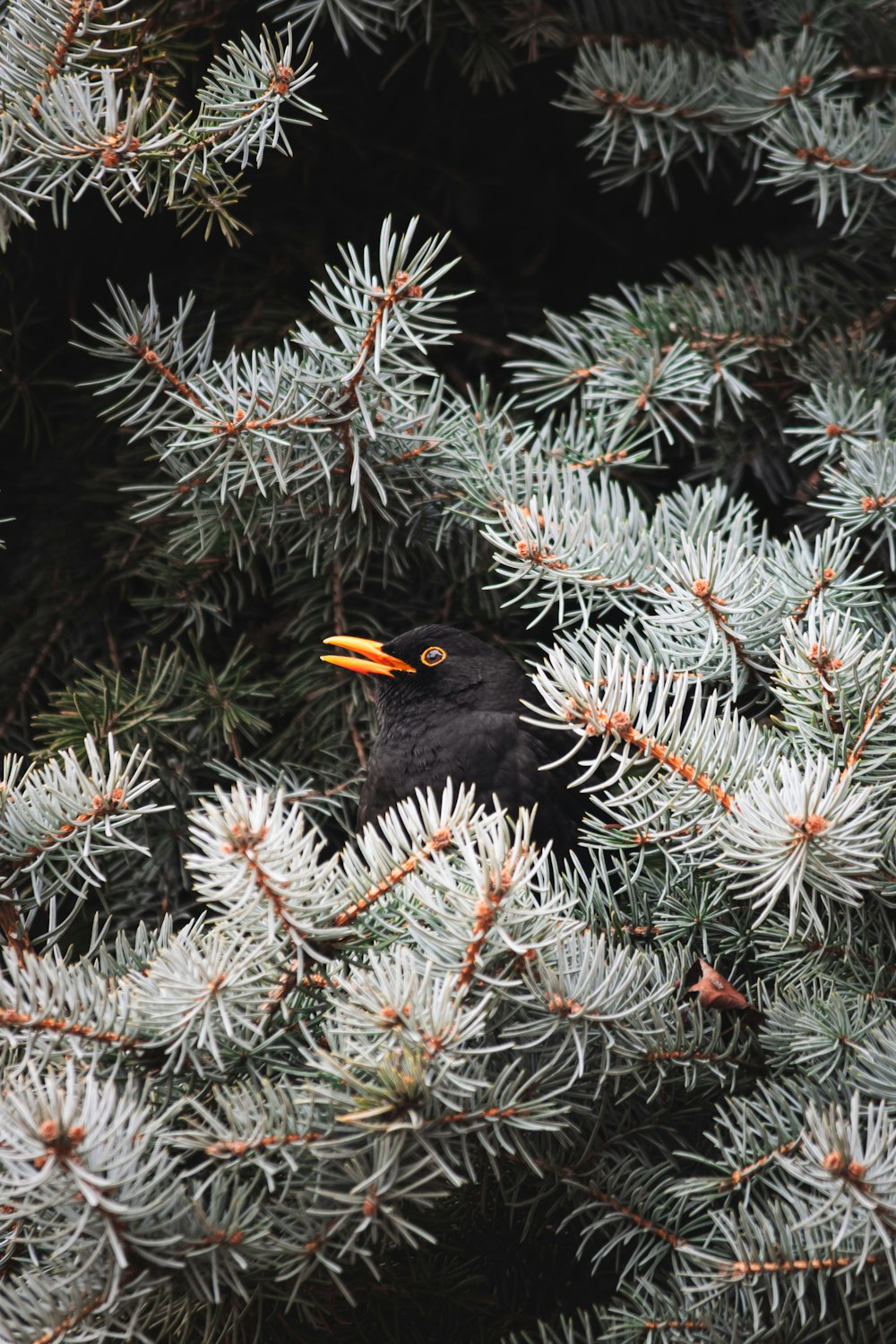 a black bird sitting in the middle of a pine tree