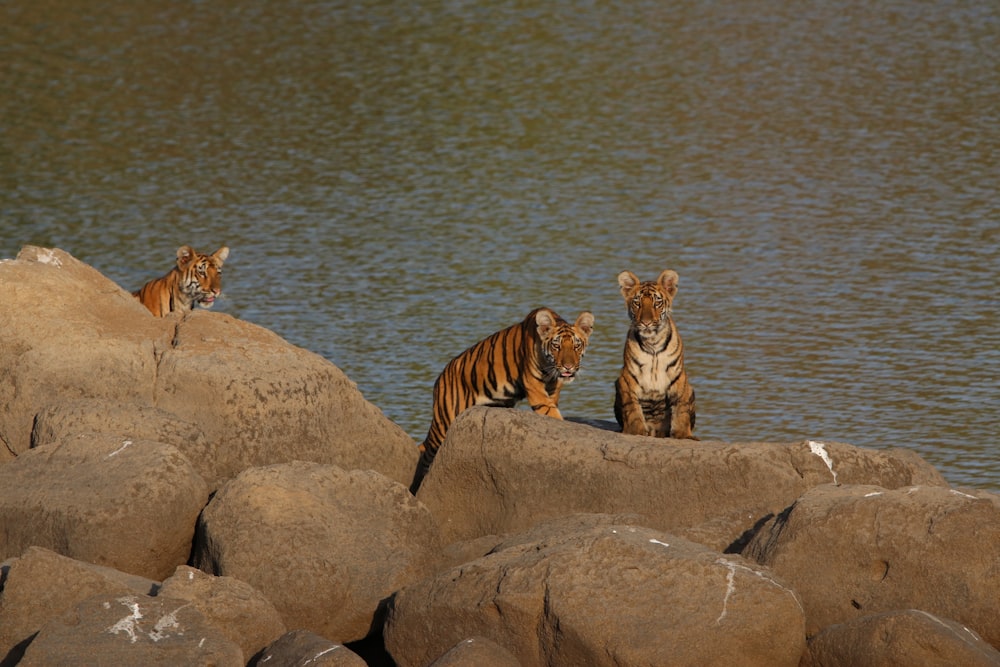 a couple of tigers standing on top of a rock next to a body of water