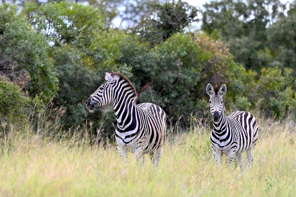 a couple of zebra standing on top of a grass covered field