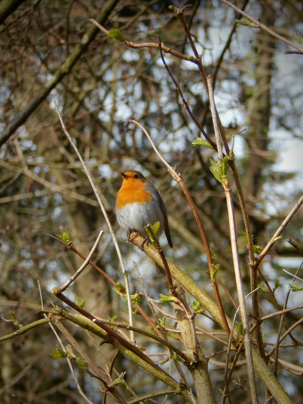 a small bird perched on top of a tree branch