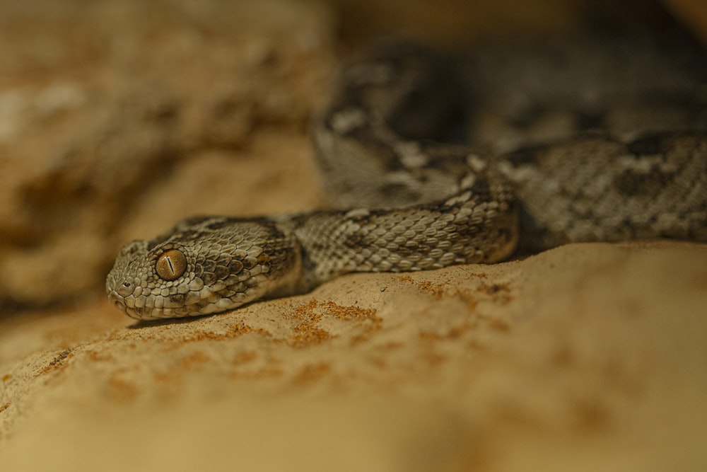 a close up of a snake on a rock