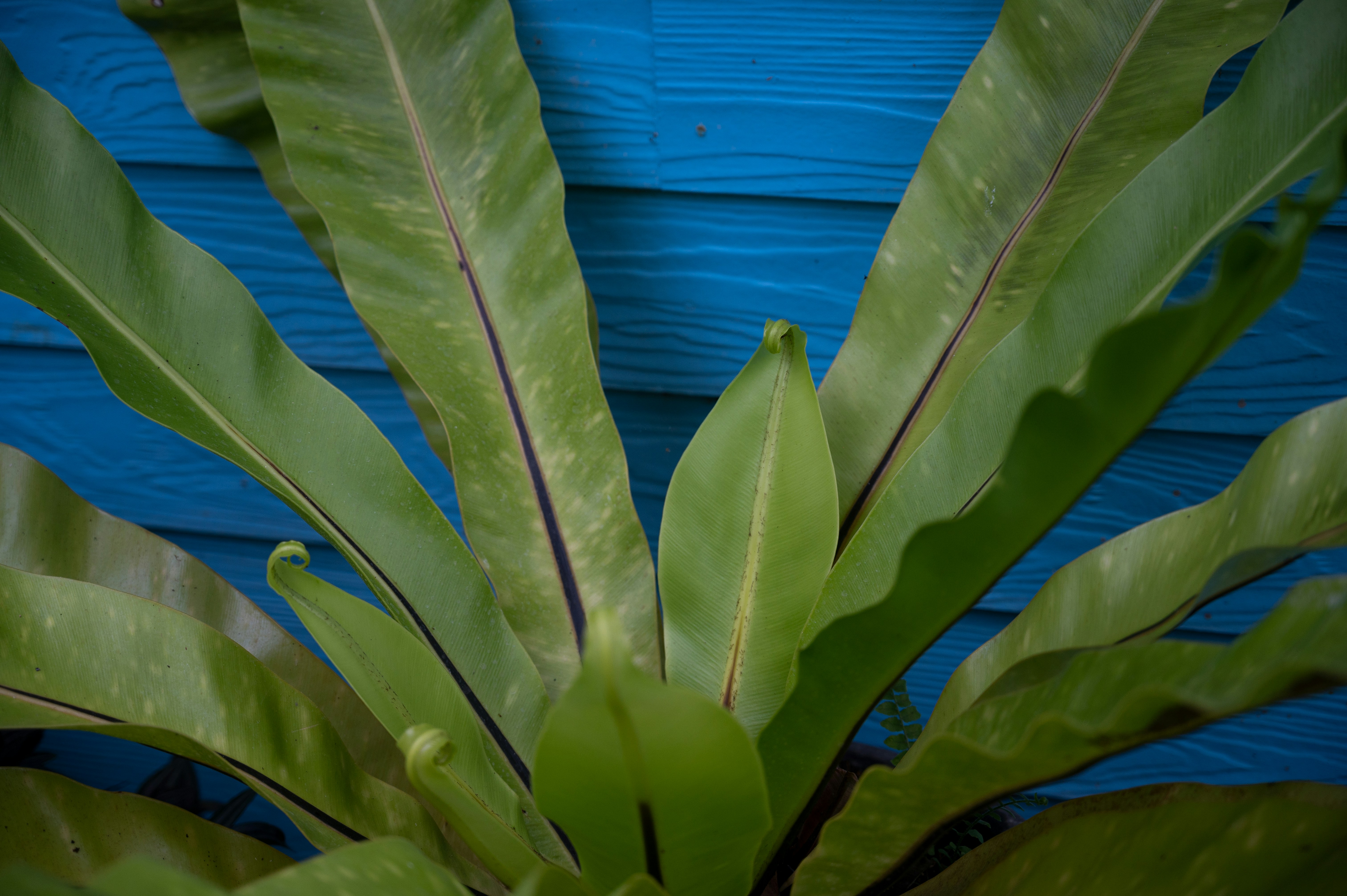 a large green plant sitting in front of a blue wall