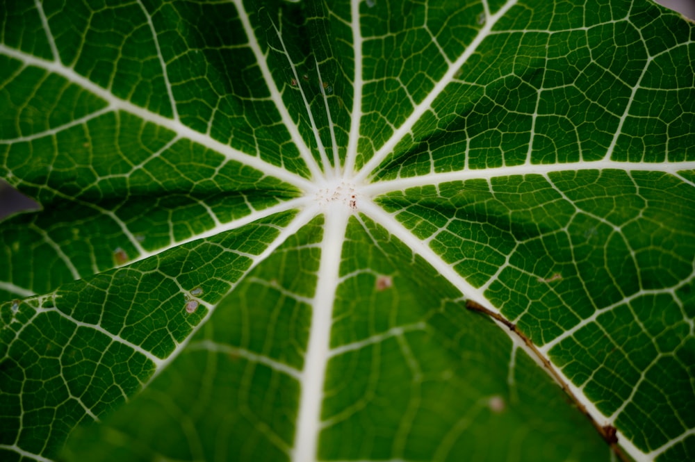 a close up of a green leaf with white stripes