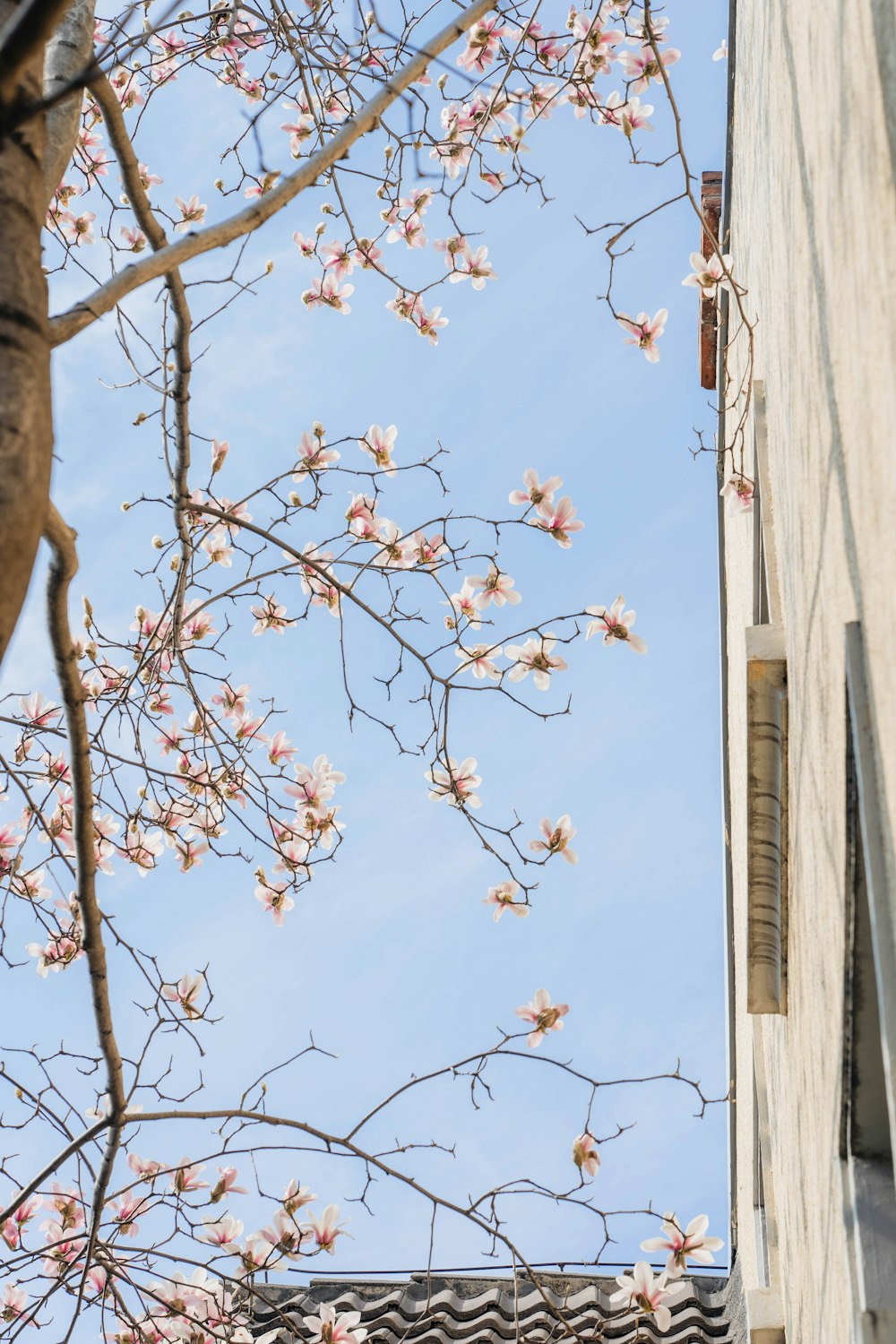 a tree with white flowers in front of a building