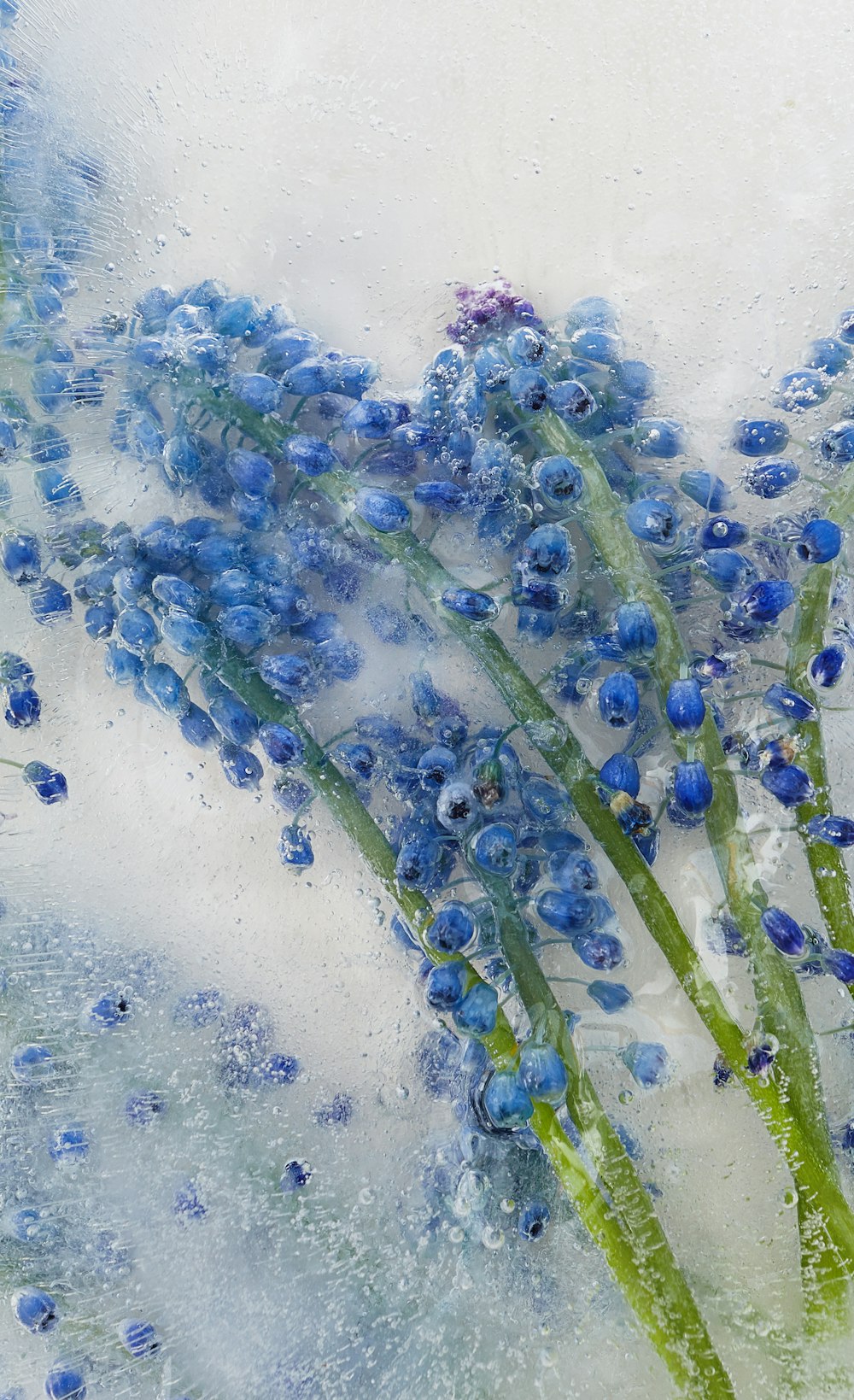 a painting of blue flowers on a white background