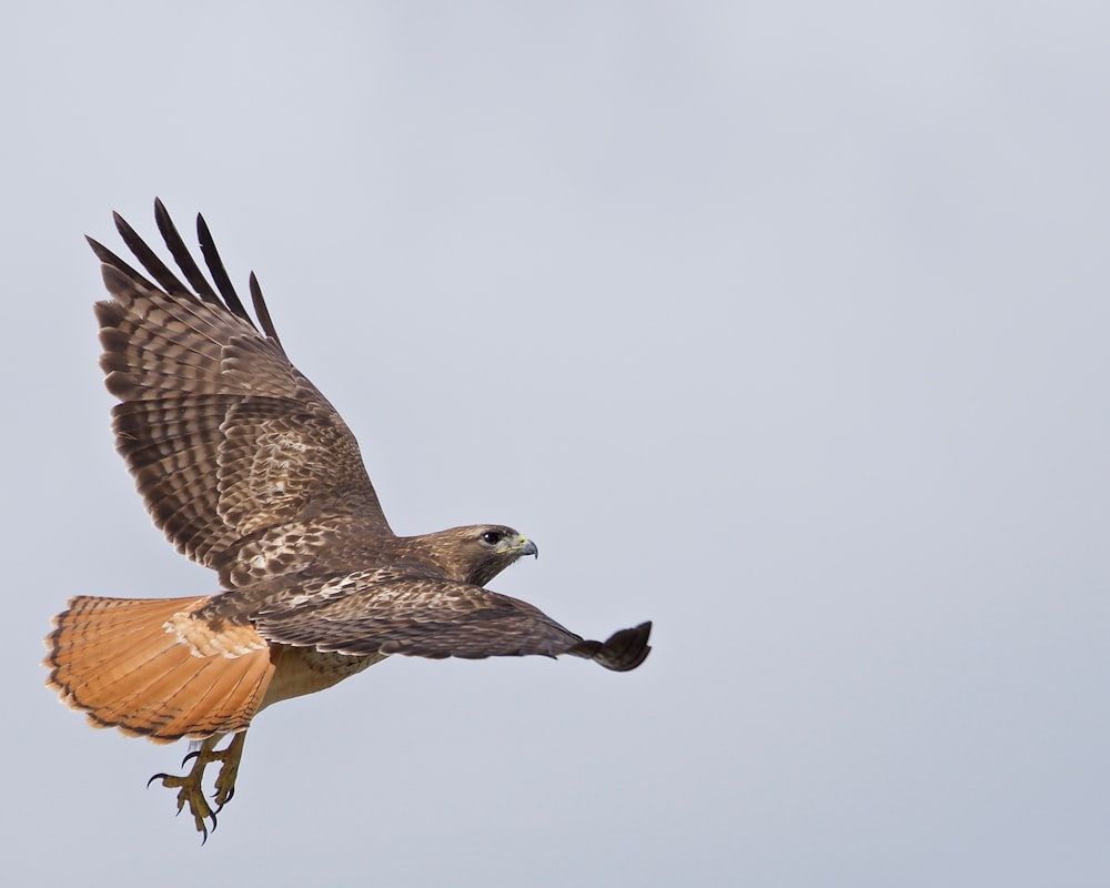 a bird of prey flying through the air