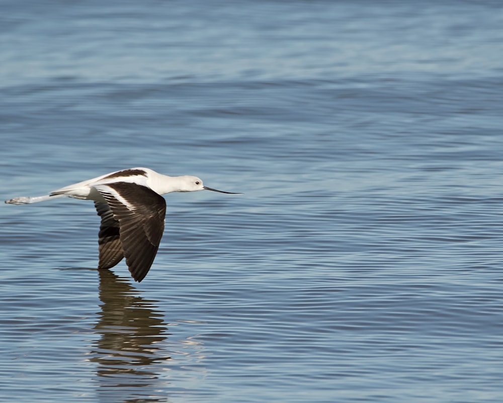 un uccello bianco e nero che vola sull'acqua