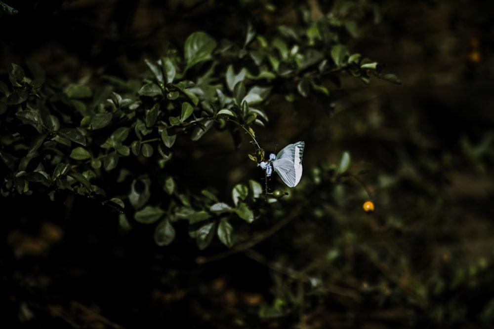 a blue butterfly sitting on top of a leafy tree