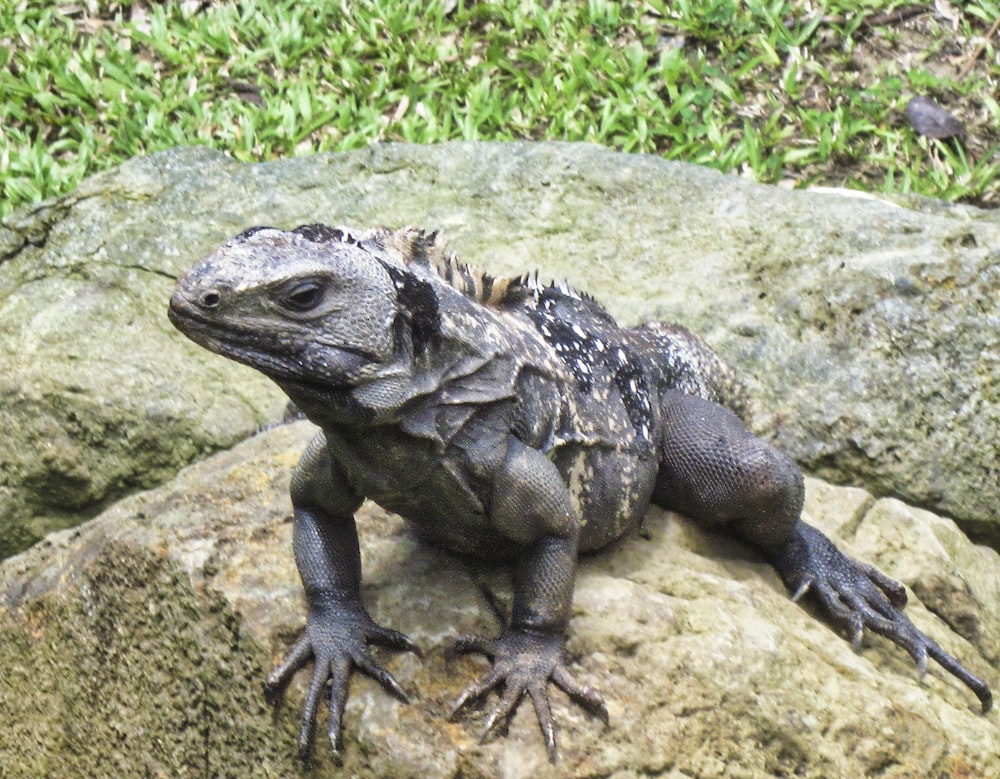 a large lizard sitting on top of a rock