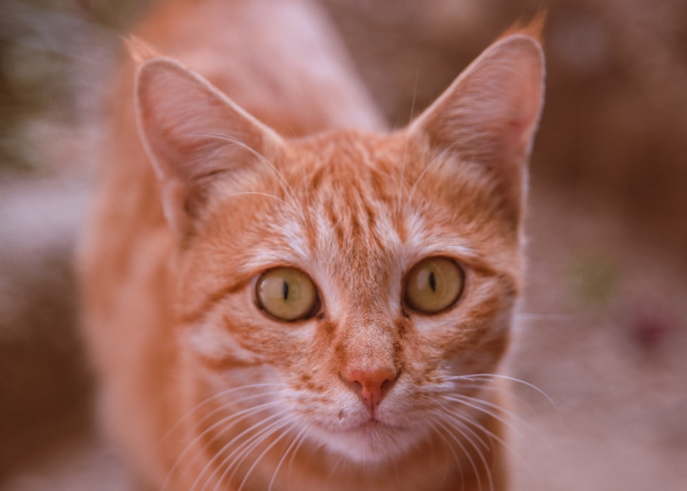 a close up of a cat looking at the camera