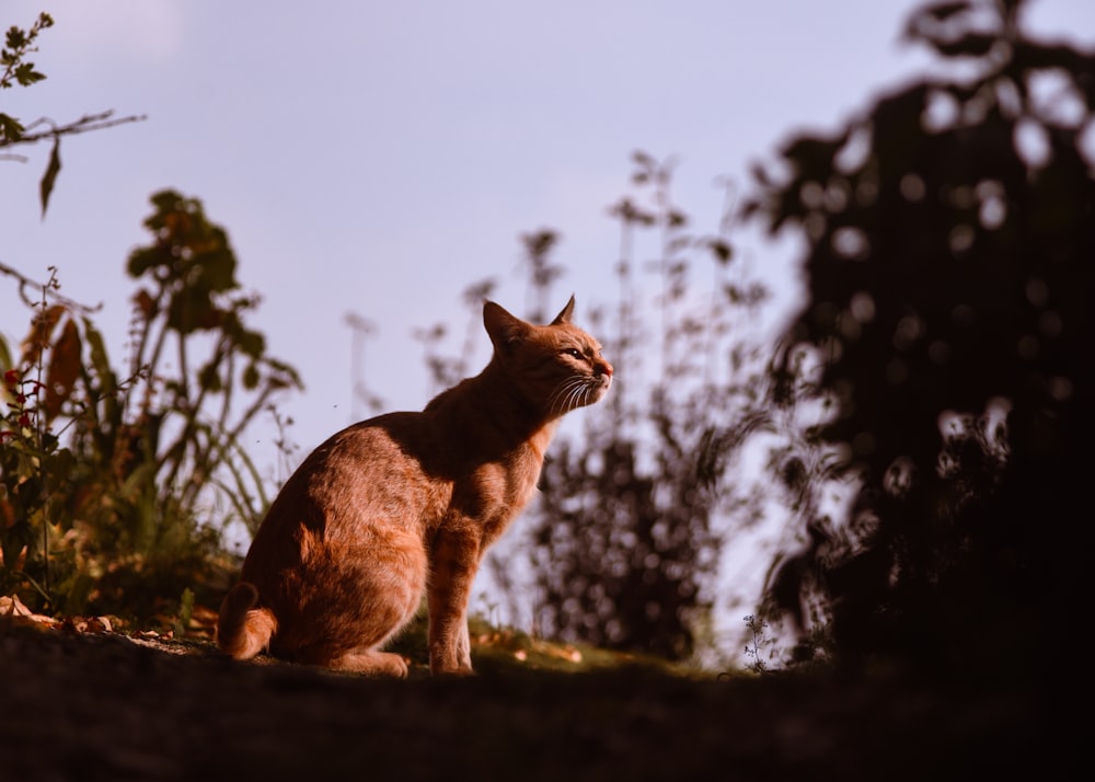 a cat sitting on the ground in the sun