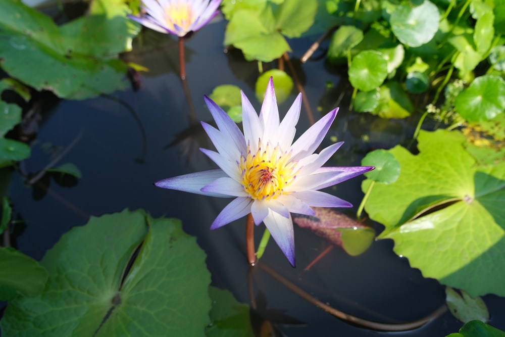 two purple water lilies in a pond surrounded by green leaves