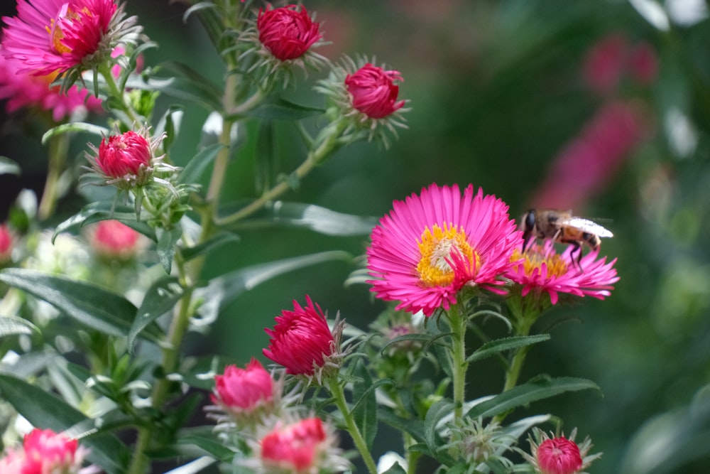 a bee on a pink flower in a garden