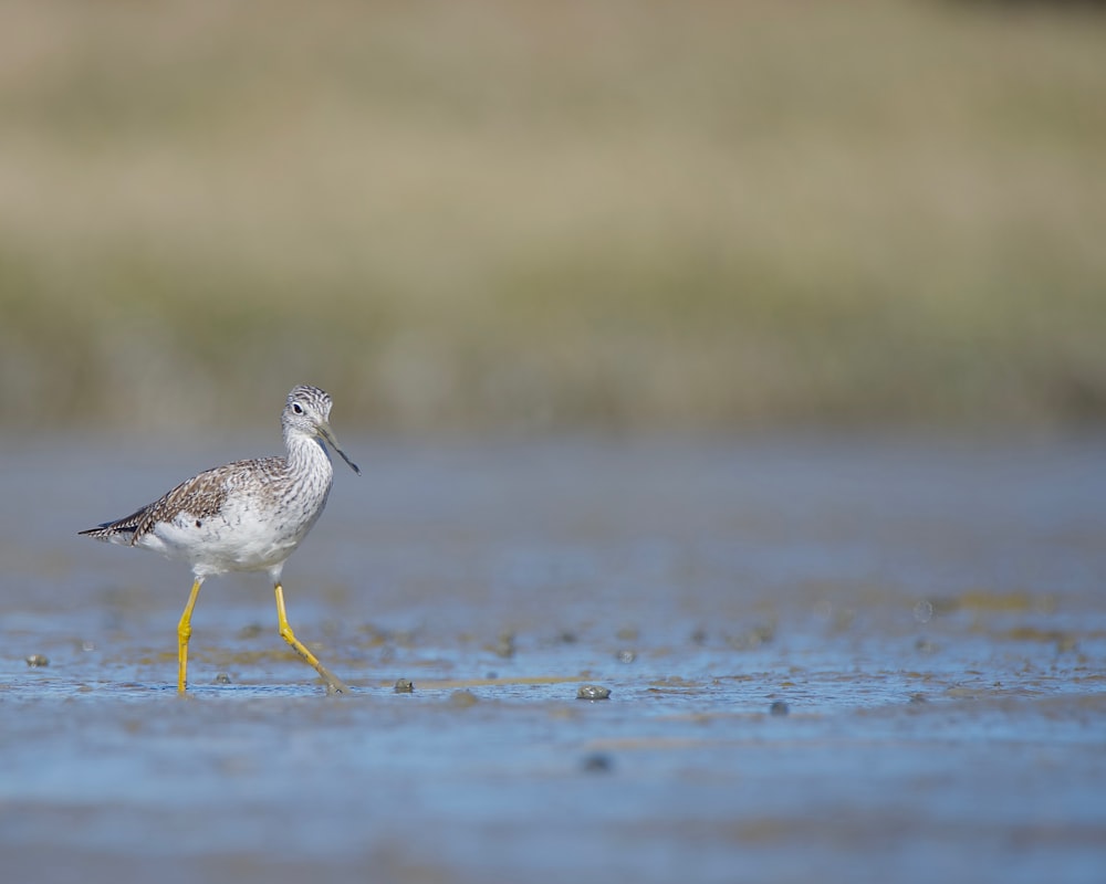 a small bird standing on a wet beach