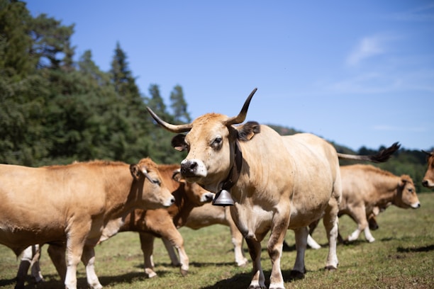 a herd of cattle standing on top of a grass covered field