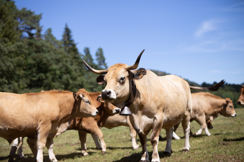 un troupeau de bovins debout au sommet d’un champ couvert d’herbe