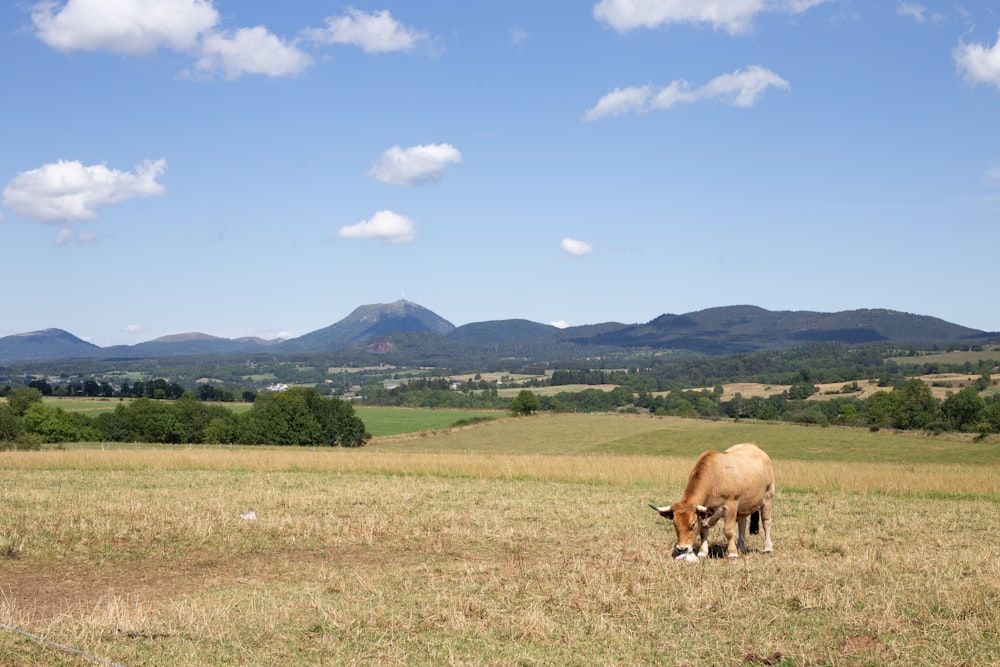 une vache paissant dans un champ avec des montagnes en arrière-plan