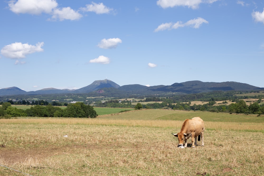 a cow grazing in a field with mountains in the background