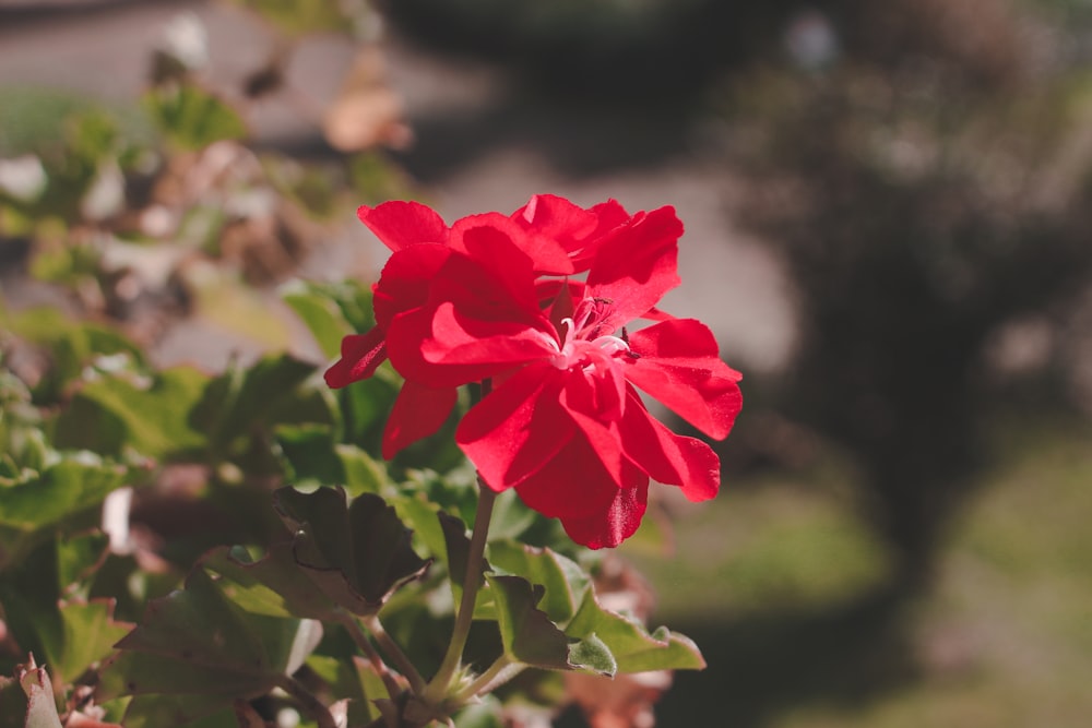 a red flower is blooming in a garden