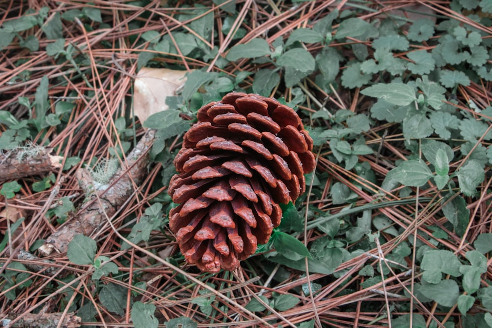 a large pine cone laying on the ground