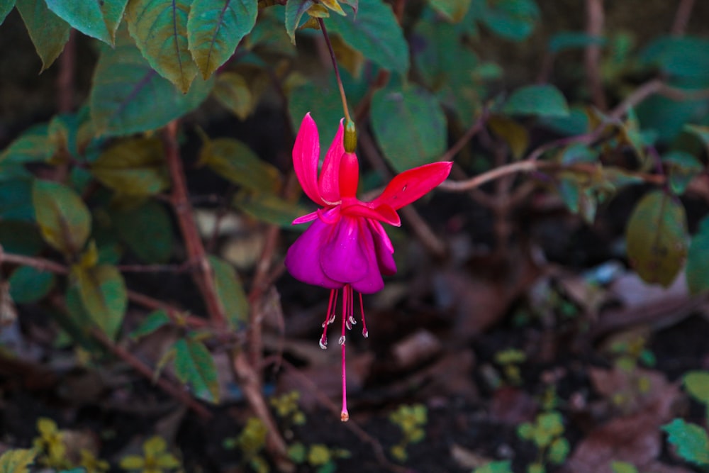 a red and pink flower with green leaves in the background