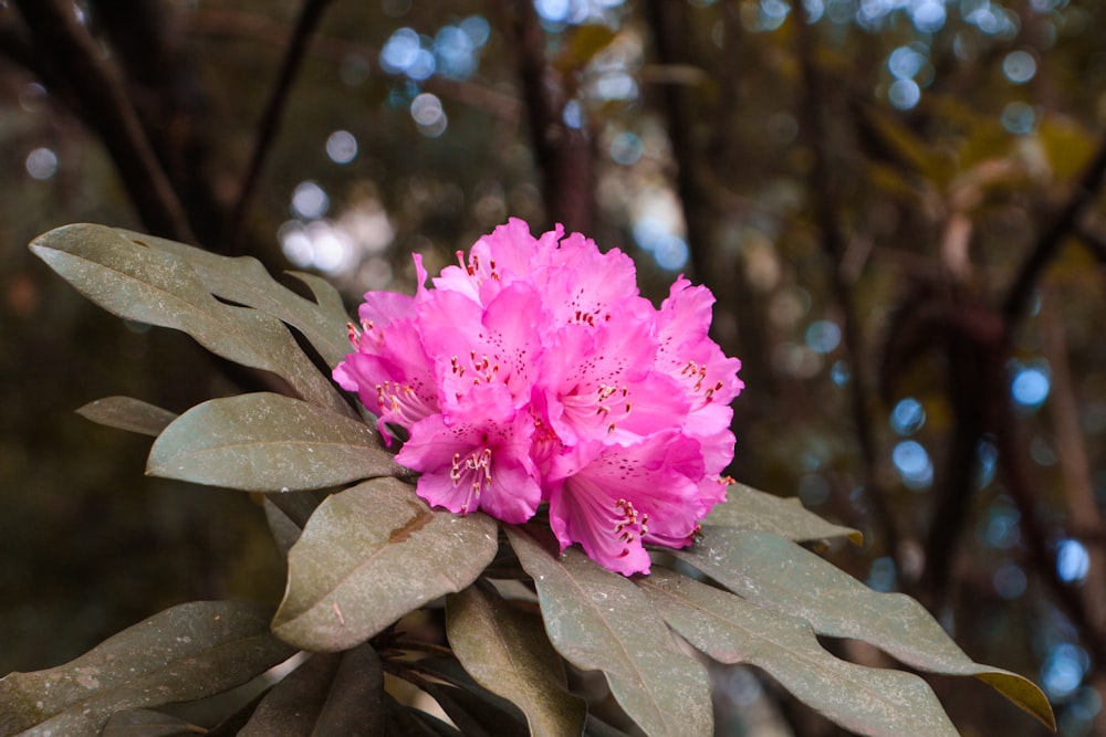 a pink flower is blooming on a tree branch