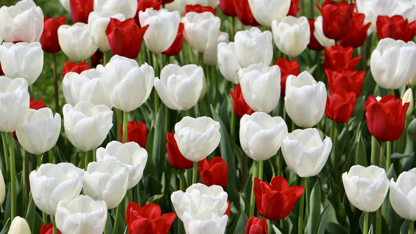 Tulipanes en flor en el parque Emirgan durante la primavera en Estambul, Turquía
