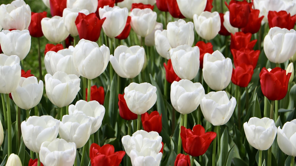 a field full of white and red tulips