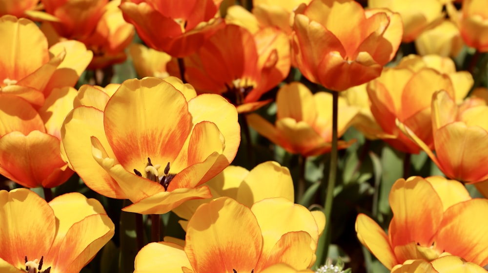 a bunch of yellow and red flowers in a field